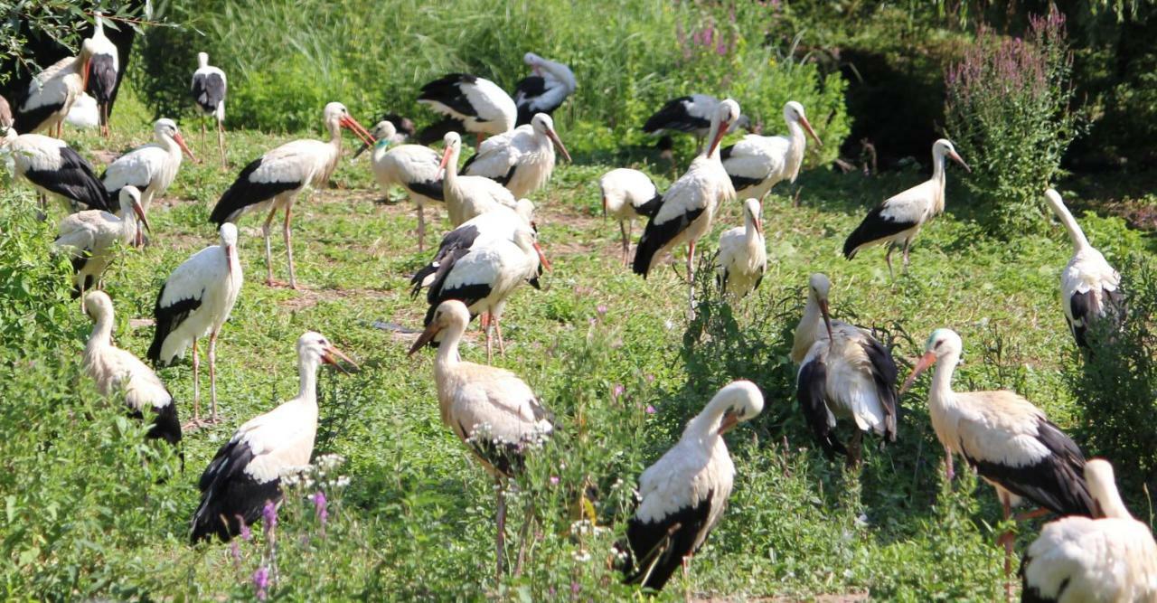 Gite Des 5 Cigognes Rouge Mittelwihr Εξωτερικό φωτογραφία